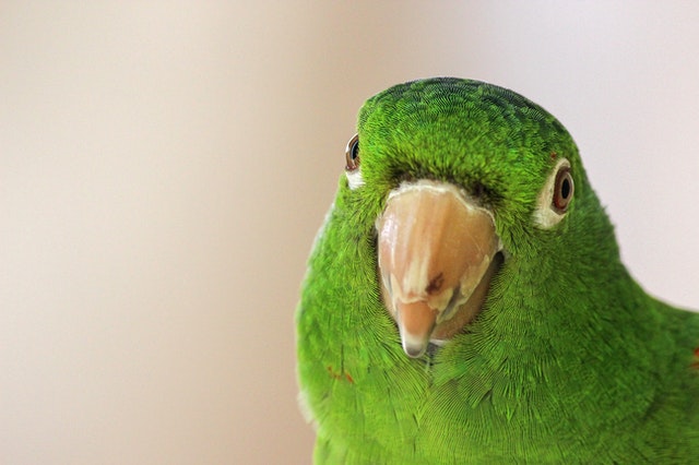 Green parrot